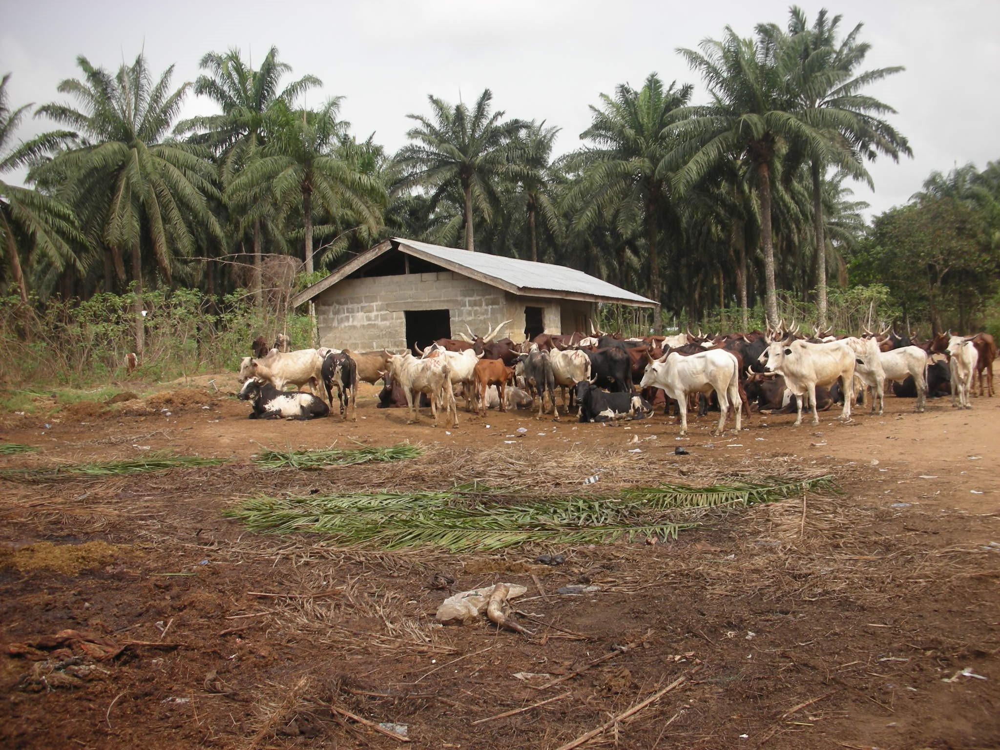 Cow Dung to Biogas